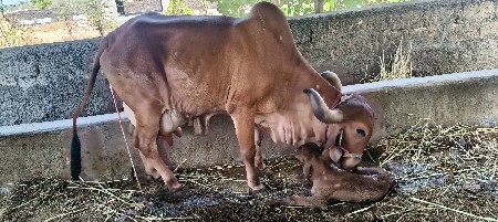 ગીર ગાય વેચવાની છે.