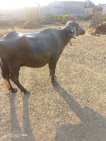 આ અભ્યાસ વેસવાની  છે