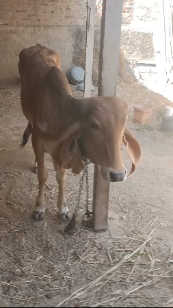 આ વાછડી વેચવાની છે