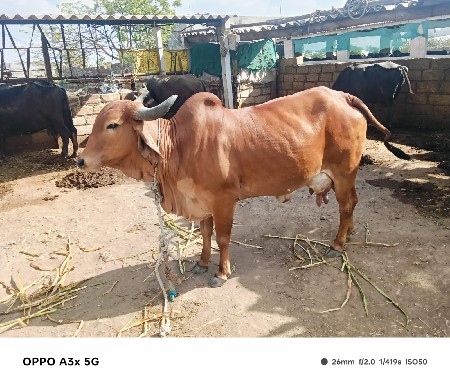 ગાય વેચવાની છે