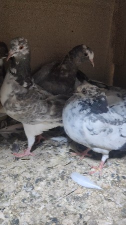 थंबनेल 2