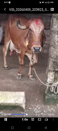 ગીર કાબરી ગાય વેચવાની છે