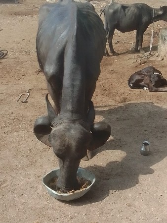 ભેસ વેચવાની છે