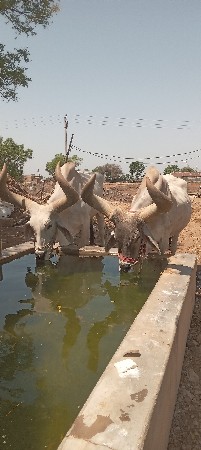 બરધ
