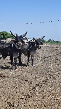 ચાર દાતી