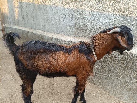 બકરો વેચવાનો છે