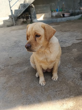 3.4 kutra vechvana chhe