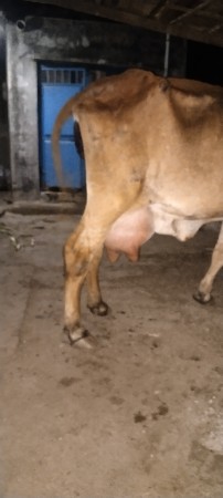 ગીર ગાય વેચવાની છે