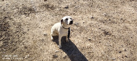 લેબરા ડોગ ફિમેલ વેચવાની છે