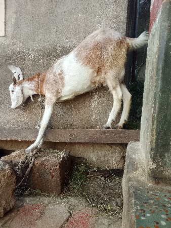 બકરી વેચવાની છે