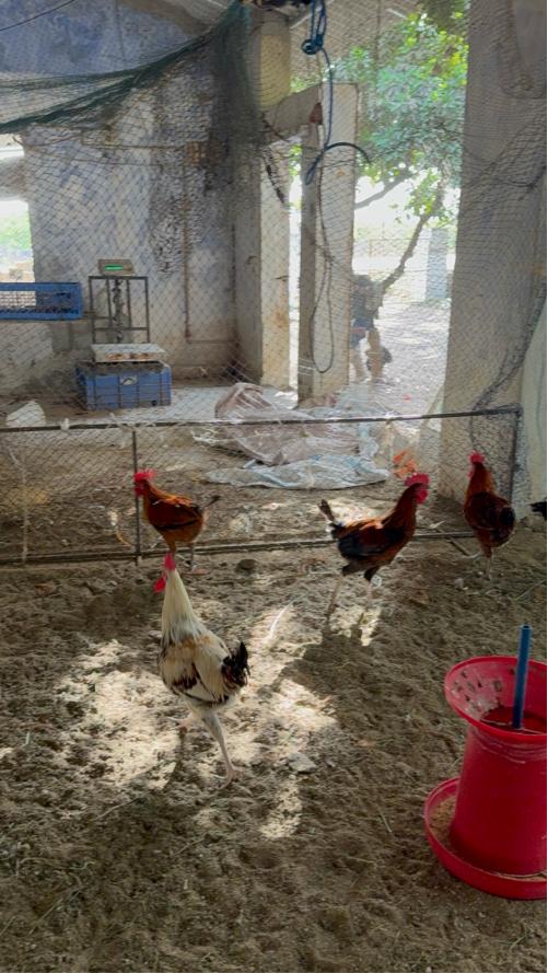 थंबनेल 3