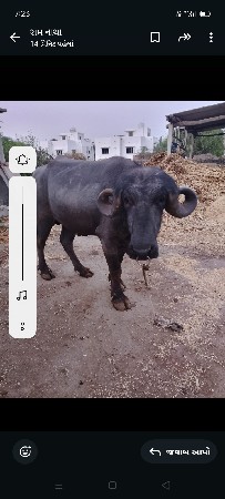 પાડૉ વૅસવાનૉ છે