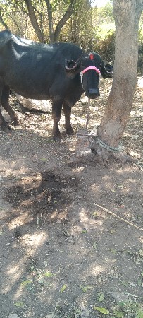 રાહુલ ભાઈ