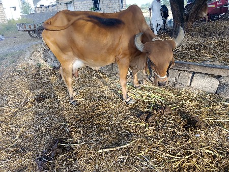 थंबनेल 2