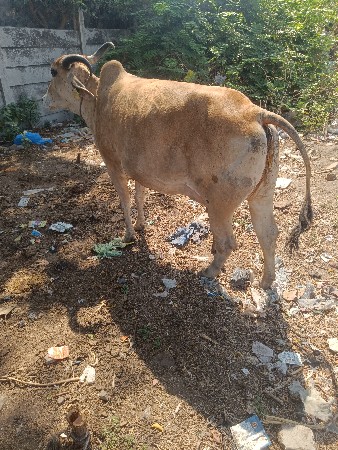 ભુરી ગઈ રહેવાની છે 15 દિવસની