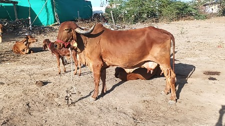 थंबनेल 3