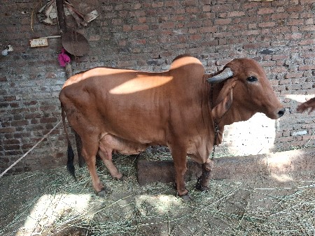 બીજુ વેતર