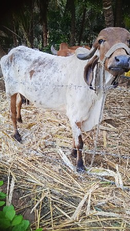 ગાય વે ની છે