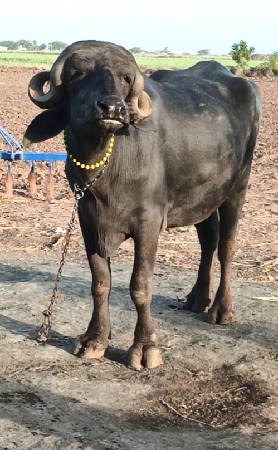 ખડેલી વેચવાની છે