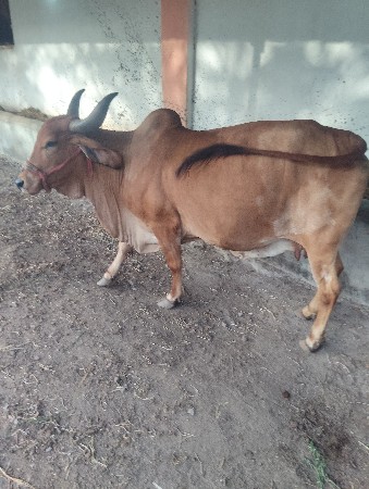 थंबनेल 3