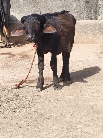 પાડો વેશવાનો છે