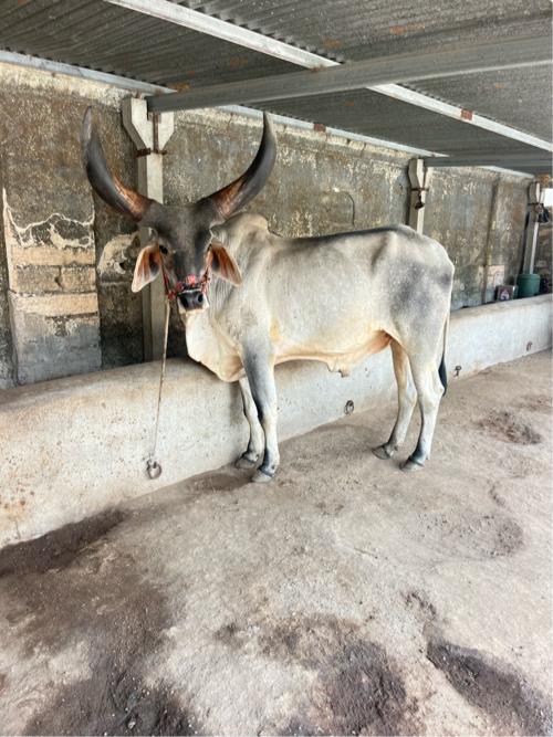 थंबनेल 2