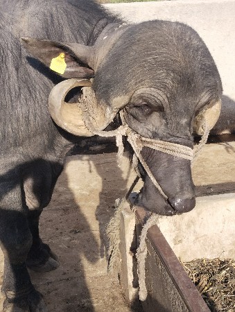 jafrabadi pado vechva no se