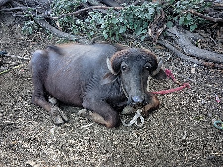 થંબનેલ 2