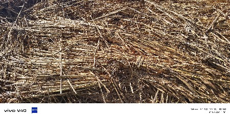 બજરાની ચાર વેસાવાની છે