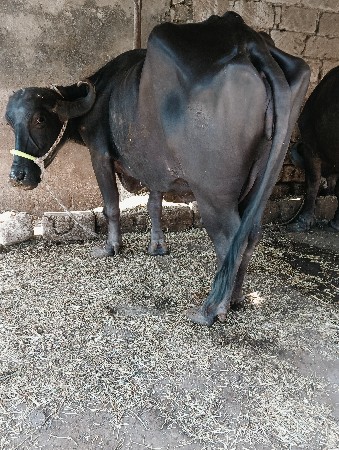 થંબનેલ 2