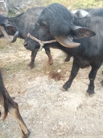 પાડો વેસવાનોસે