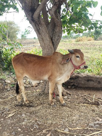 थंबनेल 2