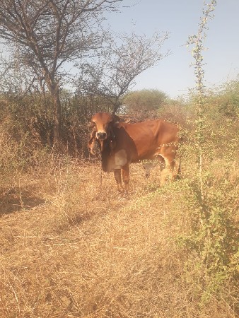 ચાર દાંતે ફૂલ જવાબદારી સાવ સોજો