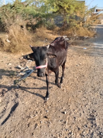 थंबनेल 2