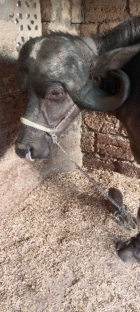 વેચવાની દાતે 4