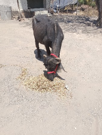 थंबनेल 2