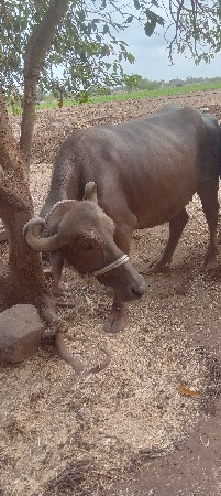 थंबनेल 3