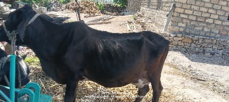 ગાય વેચવાની છે