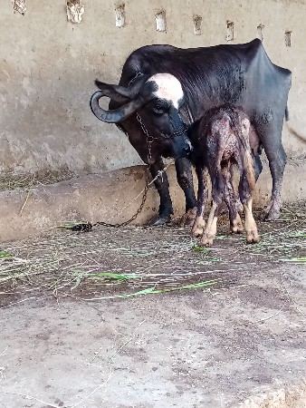 ભેશ વેછવાની છે બેજુ વેતર છે