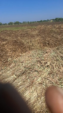 જુવાર ની નીણ