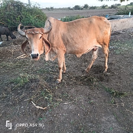 થંબનેલ 2