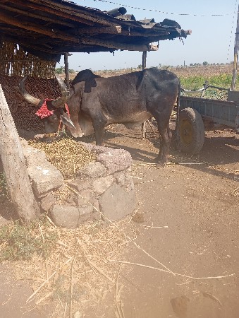 બળદ વેચવાનો છે
