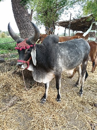 थंबनेल 2