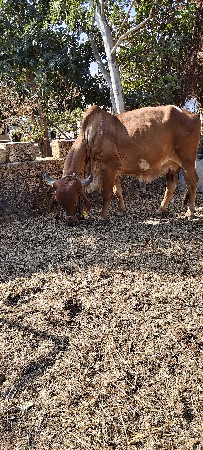 ગાય વેચવાની છે