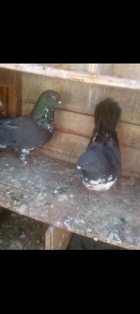 kabutar vechvana che