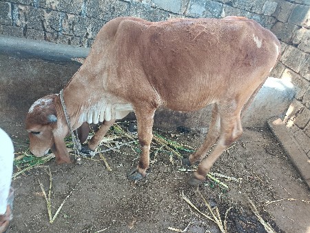 ગીર વાછરડી દેવાની છે