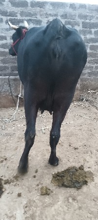 થંબનેલ 3