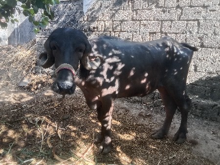 થંબનેલ 4