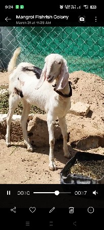 રાજસ્થાની ગુલાબી બકરી