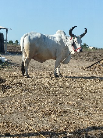 એક બડવેચવાનોછે